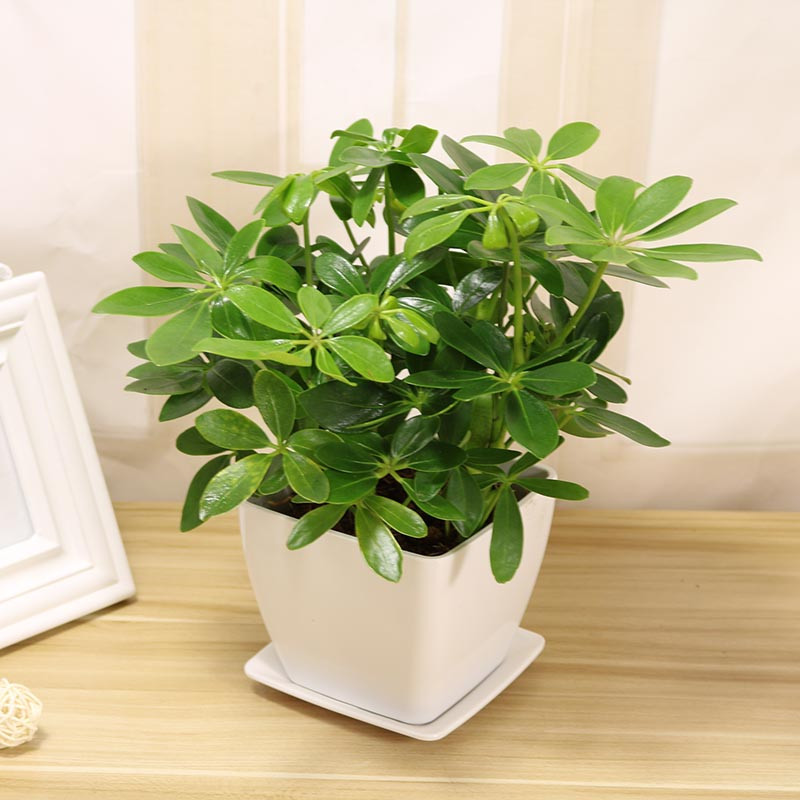 鴨腳木1.jpg